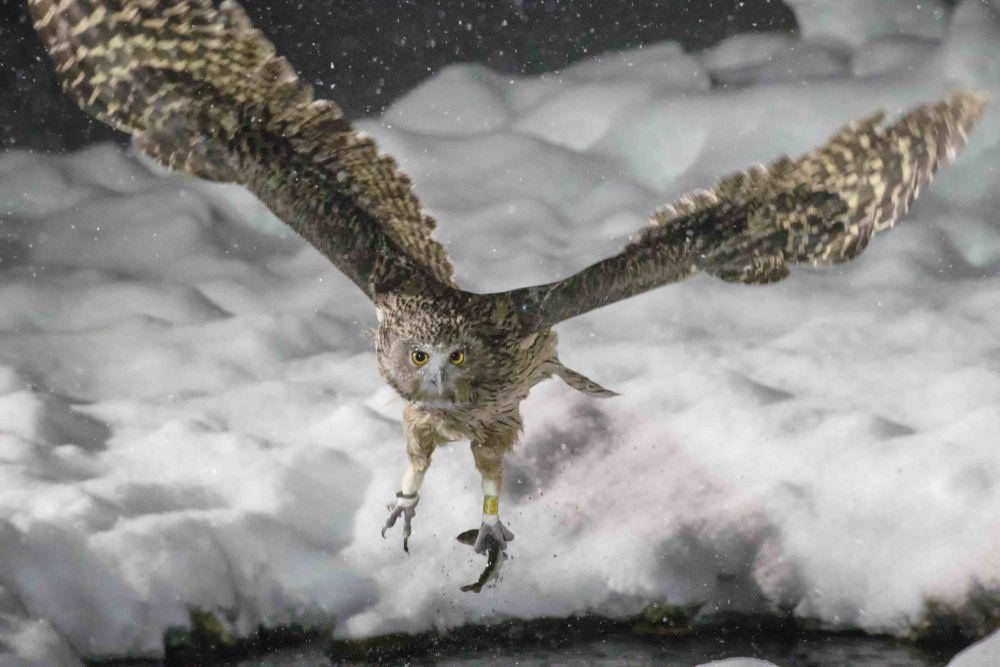 Blakiston's Fish Owl (commons.wikimedia.org/JulieEdgley)