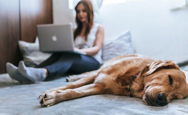 7 Rekomendasi Hotel Pet Friendly Jakarta Terbaik 2024