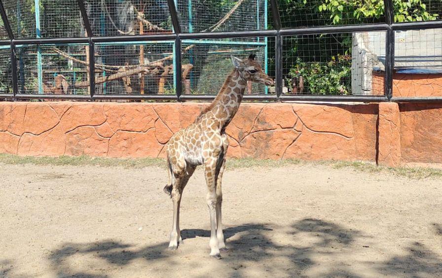Mengenal Akbar, Bayi Jerapah yang Lahir di Maharani Zoo