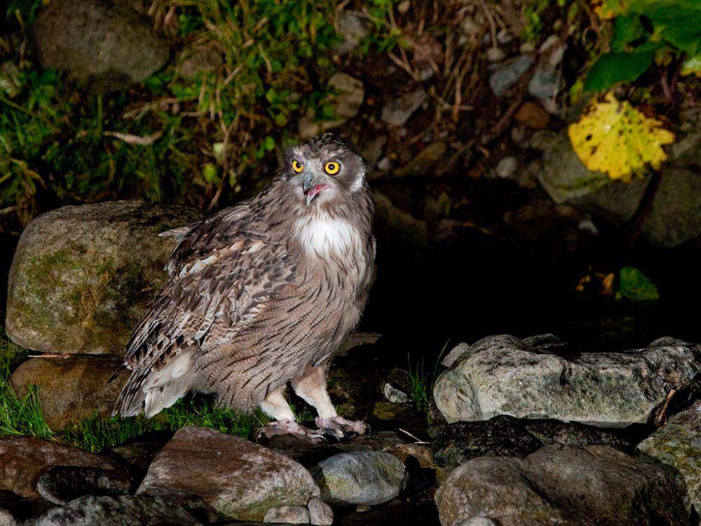 Blakiston's Fish Owl (commons.wikimedia.org/tokumi)