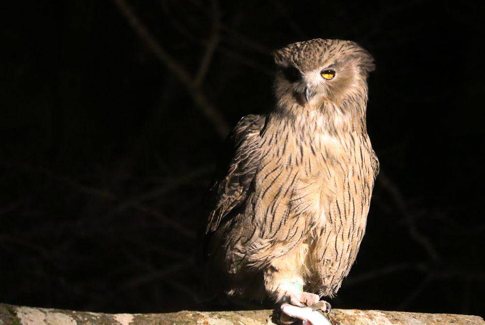 Blakiston's Fish Owl (inaturalist.org/alinehorikawa)