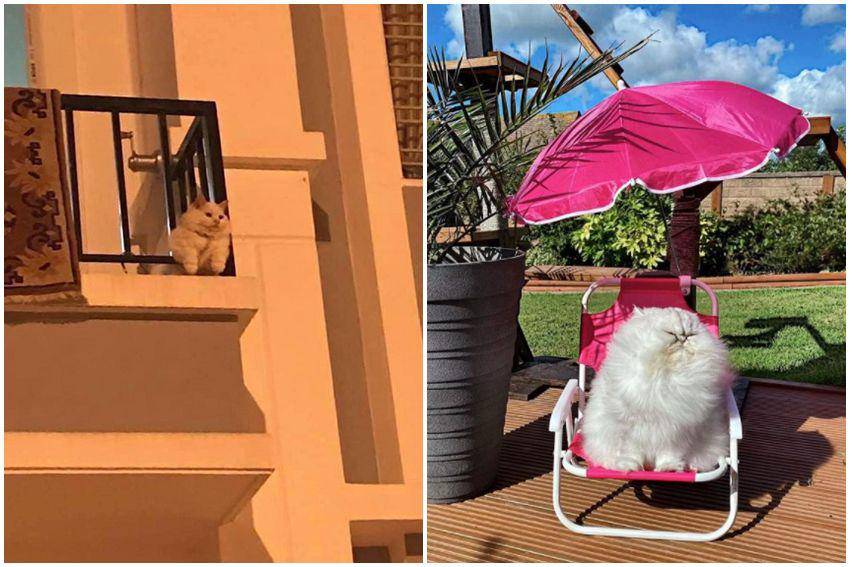 kolase potret gemas kucing nongkrong di balkon dan teras (reddit.com/user/sepaloidFluff14 | reddit.com/user/chojustin)