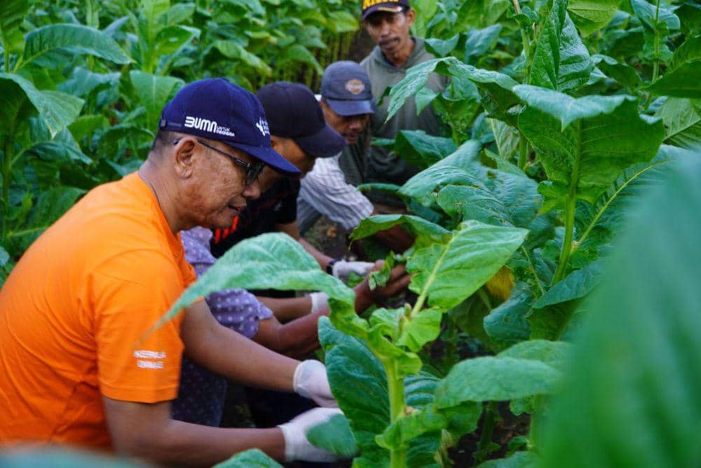 Lahan tembakau di Gunungkidul. (Dok. Diskominfo Gunungkidul)