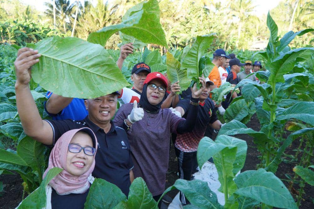 Lahan tembakau di Gunungkidul. (Dok. Diskominfo Gunungkidul)