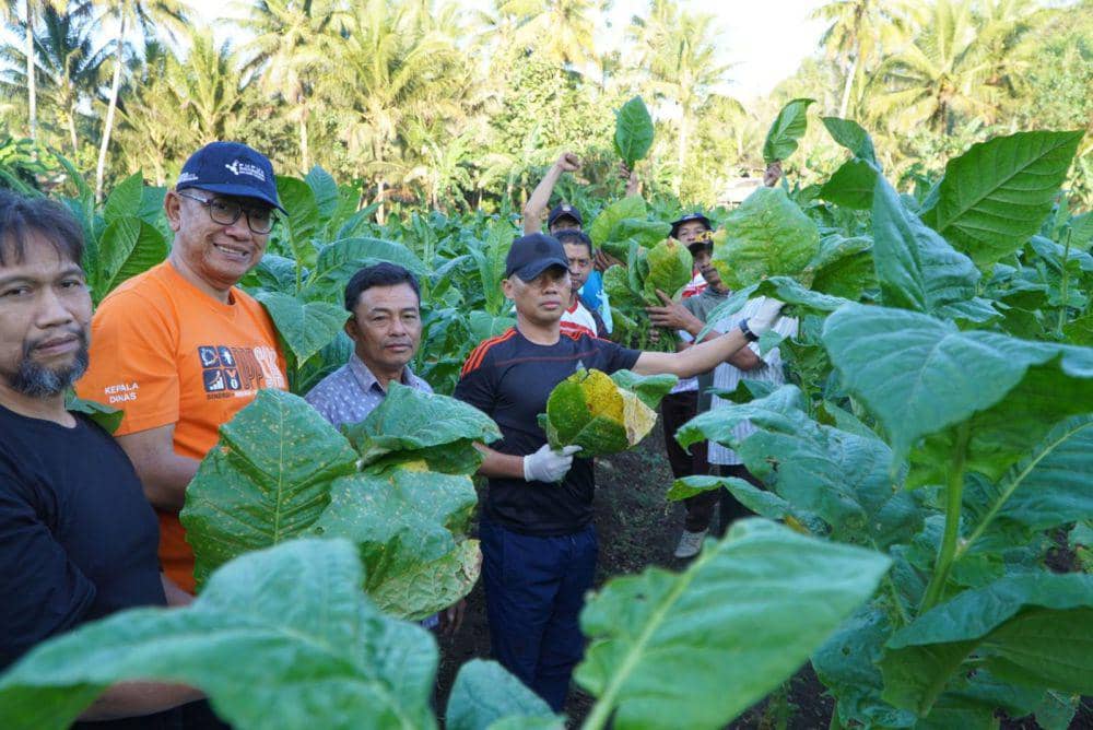 Lahan Tembakau di Gunungkidul Terus Berkurang, Produksi Juga Menurun