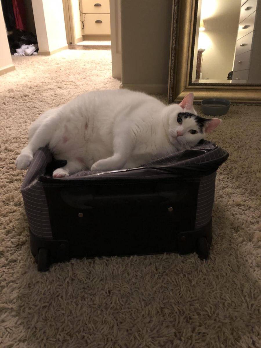 potret gemas kucing tidur di atas koper (reddit.com/user/jojocowles)