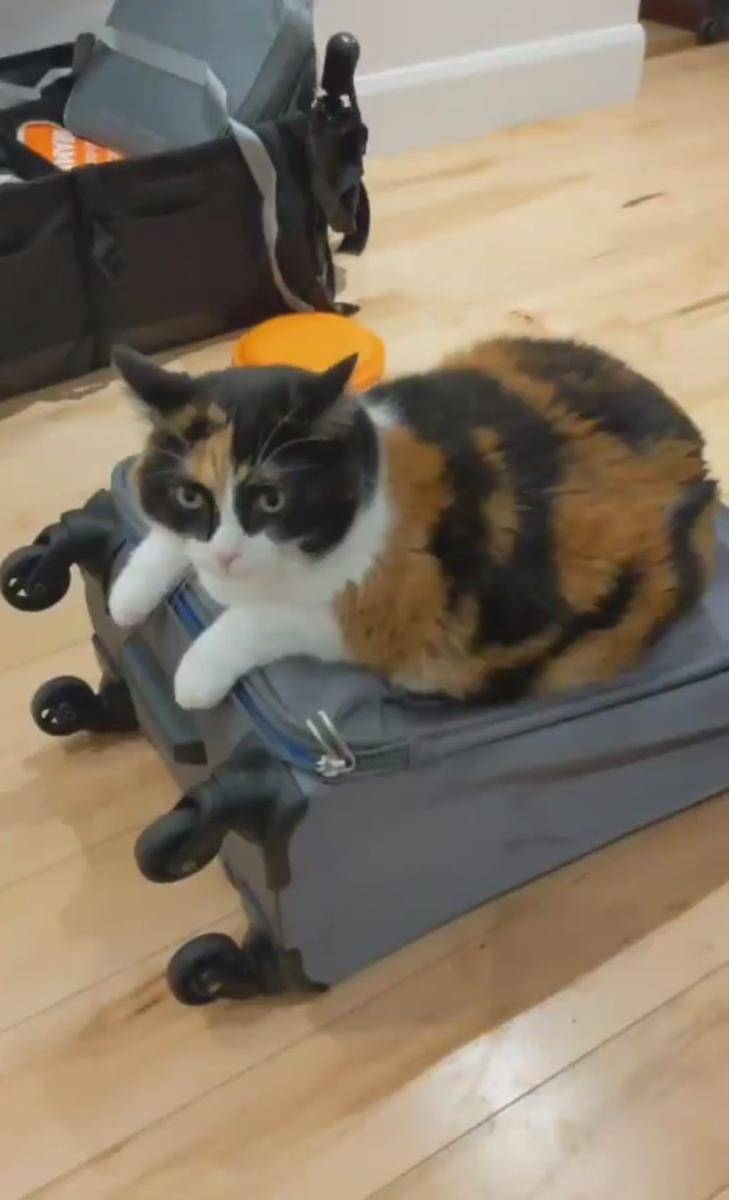 potret gemas kucing tidur di atas koper (reddit.com/user/poutine_lovers)