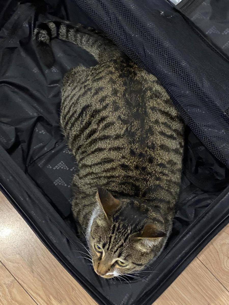 potret gemas kucing tidur di atas koper (reddit.com/user/xddemonesque)