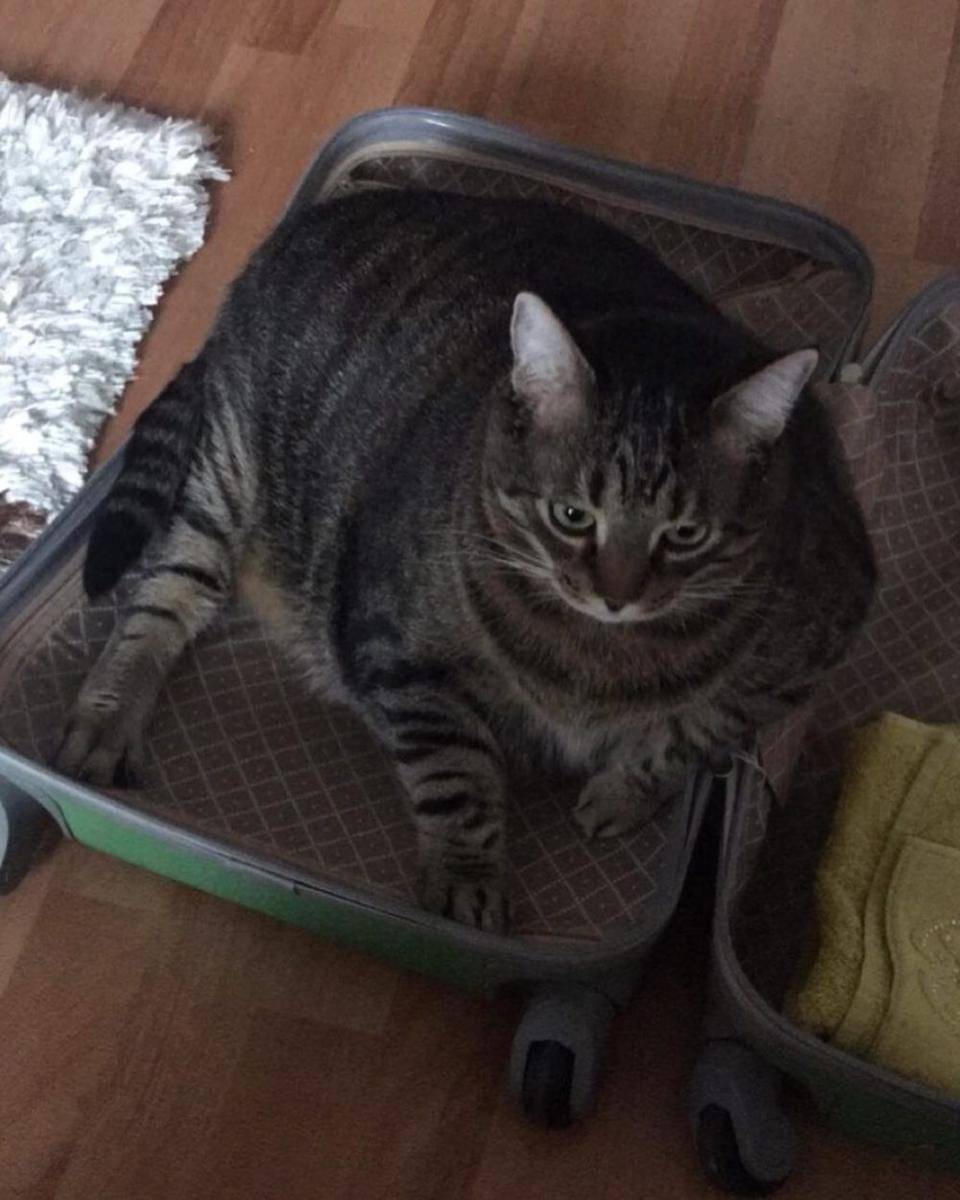 potret gemas kucing tidur di atas koper (reddit.com/user/ExoticZebra23)
