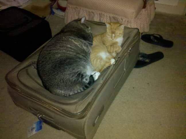 potret gemas kucing tidur di atas koper (reddit.com/user/MooseTed)