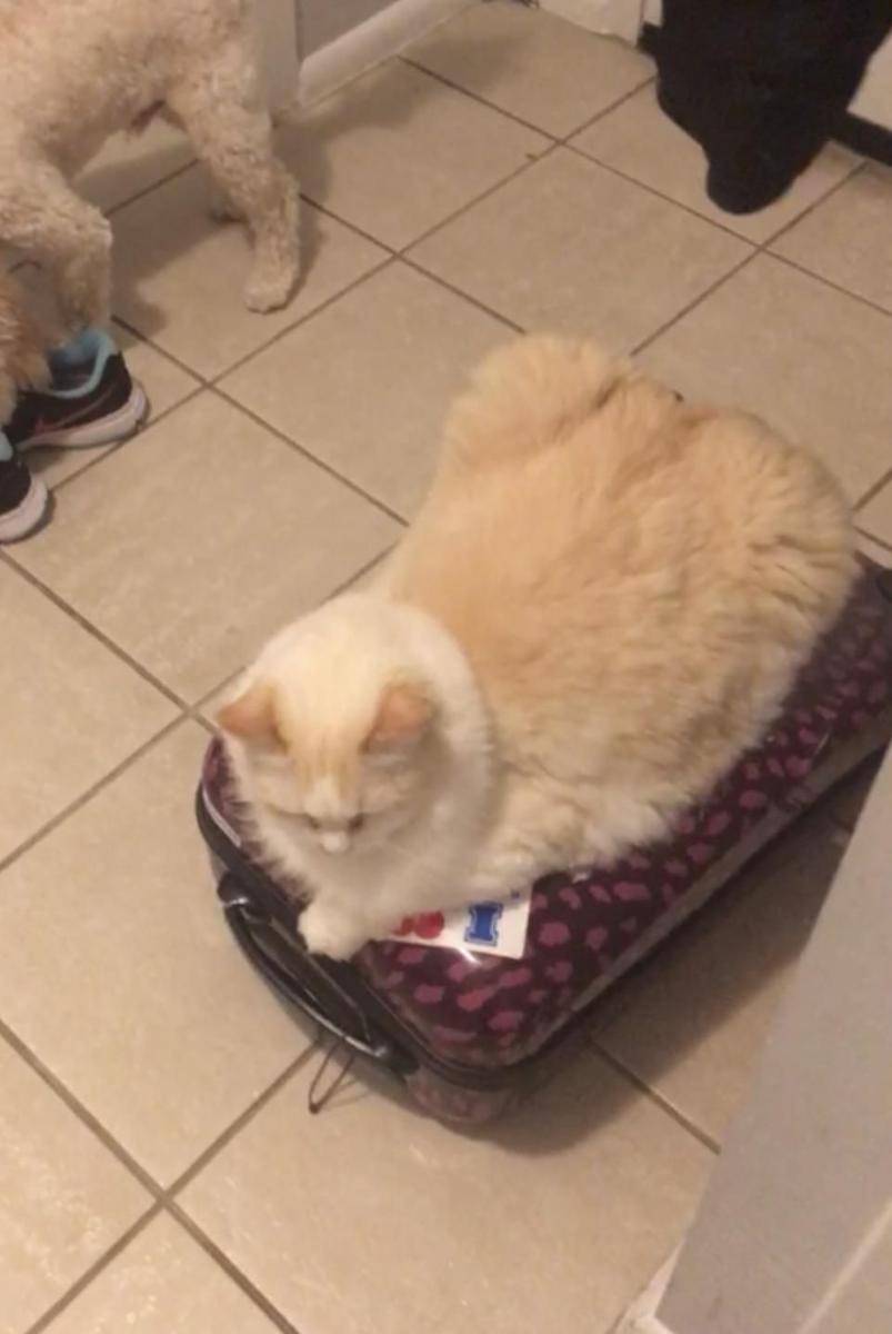 potret gemas kucing tidur di atas koper (reddit.com/user/l121913)