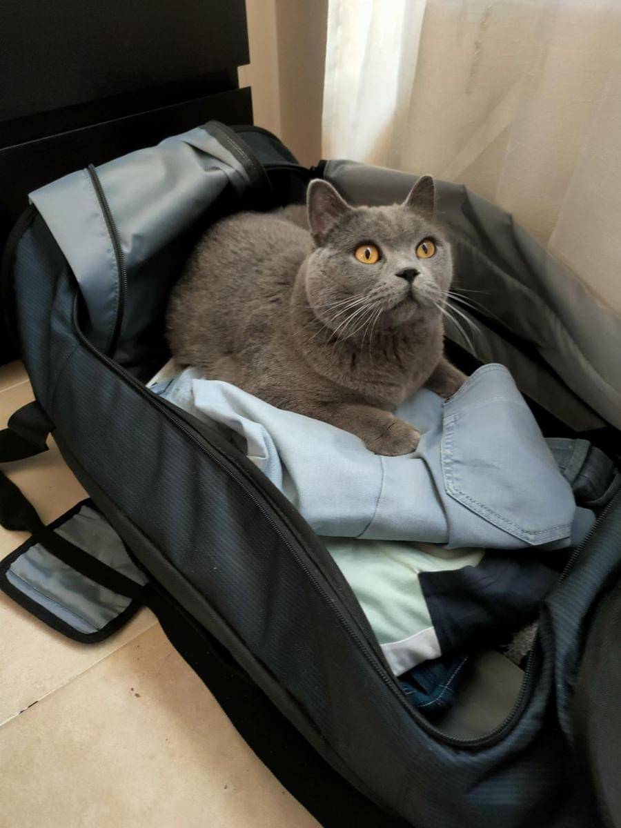 potret gemas kucing tidur di atas koper (reddit.com/user/Conscious-Dingo4463)