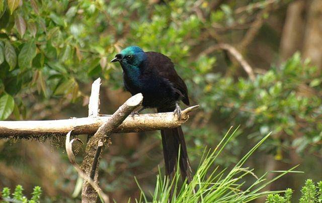 burung Astrapia ekor pita (commons.wikimedia.org/pomfoto)