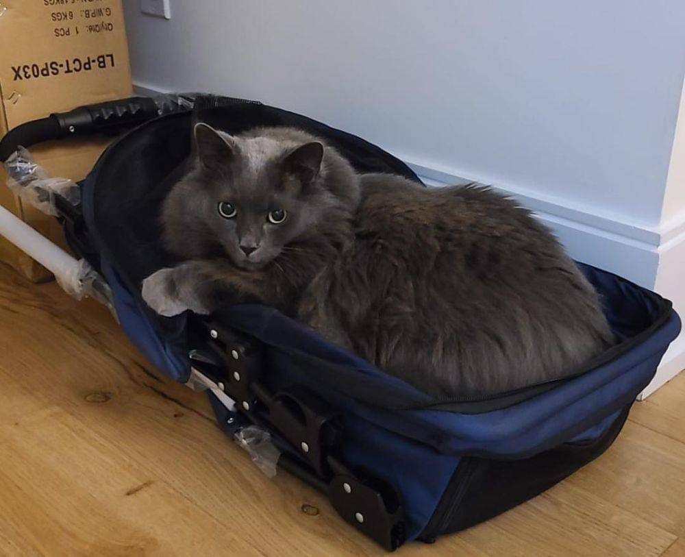 potret gemas kucing tidur di atas koper (reddit.com/user/axeleliteintuition)