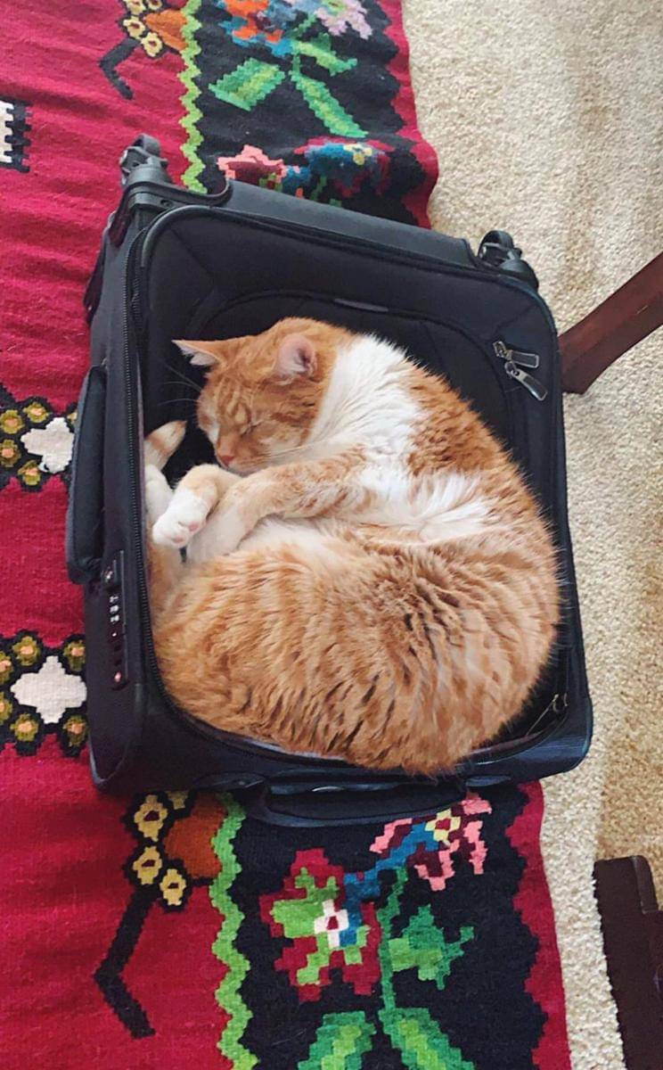 potret gemas kucing tidur di atas koper (reddit.com/user/schmidtbailey)