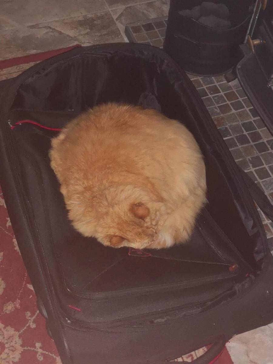 potret gemas kucing tidur di atas koper (reddit.com/user/ladymahariel)