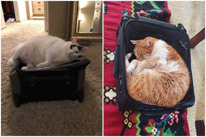 kolase potret gemas kucing tidur di atas koper (reddit.com/user/jojocowles | reddit.com/user/schmidtbailey)