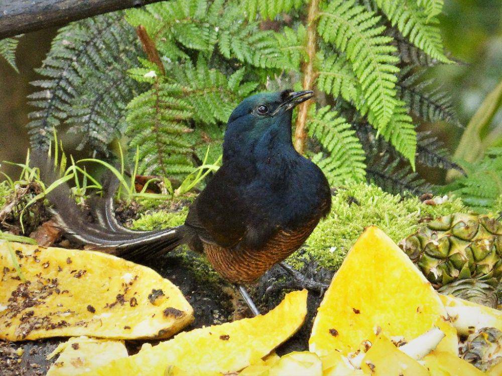 burung Astrapia ekor pita betina (commons.wikimedia.org/Gail Hampshire)