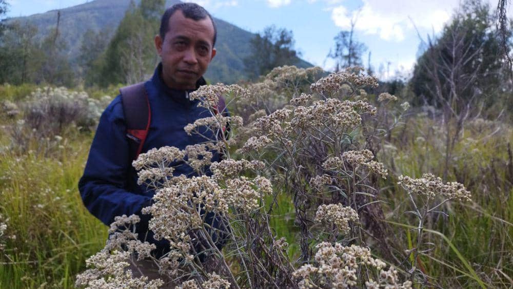 Budidaya Edelweis Banyuwangi, Mekar Cantik di Ujung Oktober
