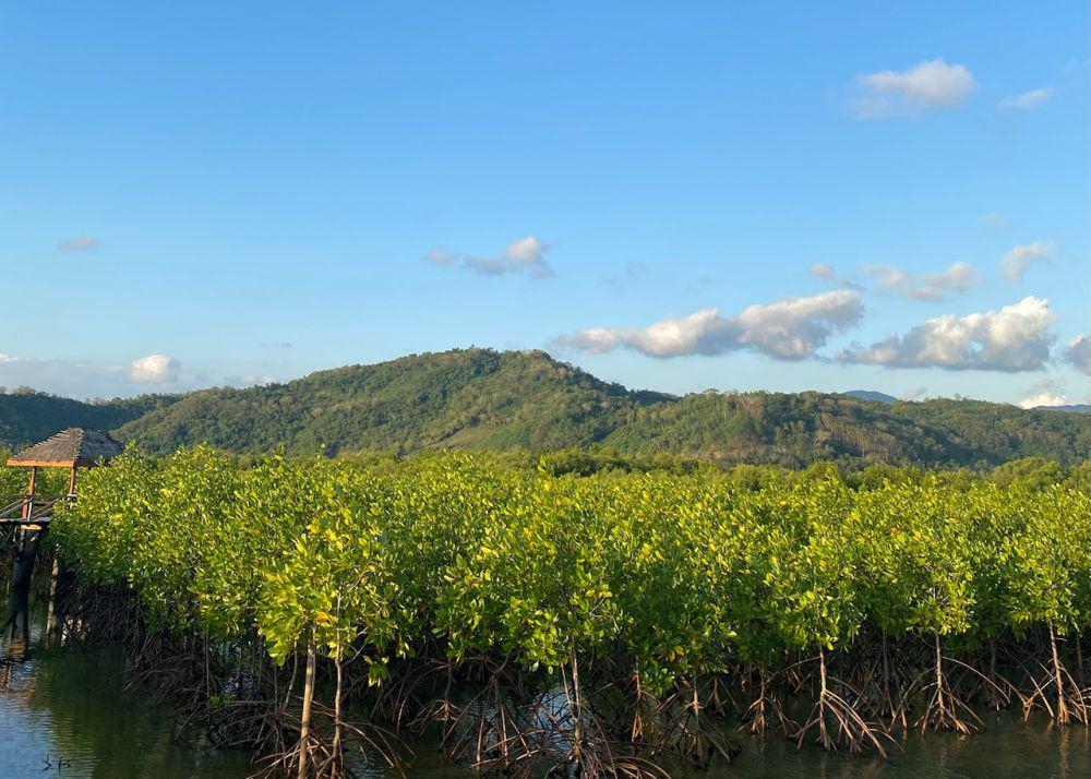 7 Rekomendasi Wisata Mangrove di Lombok, Bisa Dijelajahi Pakai Kano
