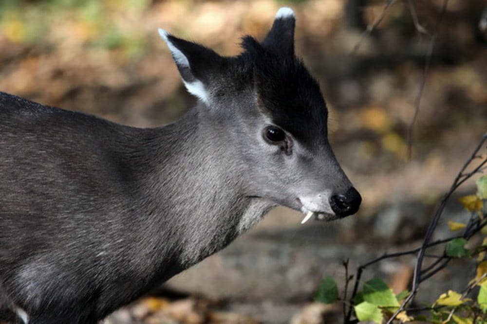 Rusa berumbai (commons.m.wikimedia.org/Николай Усик)