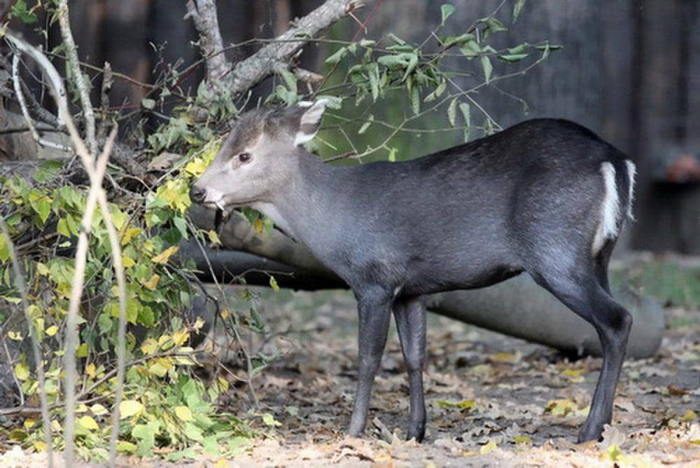 Rusa berumbai (commons.m.wikimedia.org/Николай Усик)