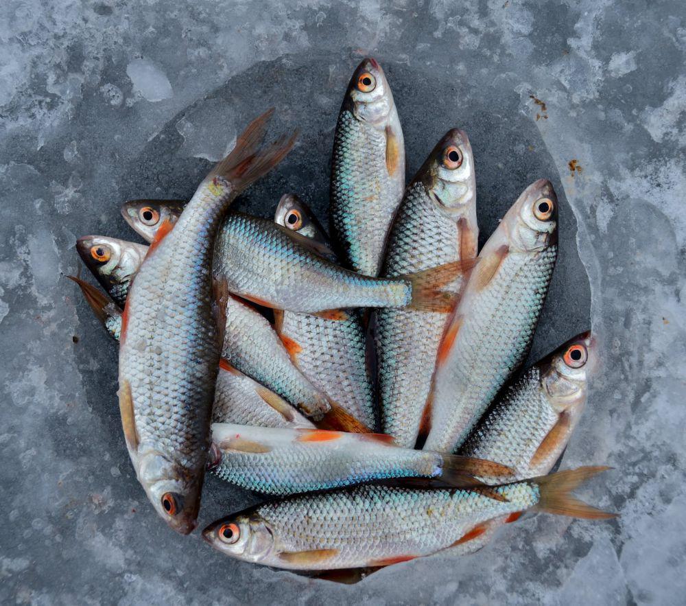 6 Cara Memilih Ikan yang Segar untuk Masakan yang Lezat dan Sehat