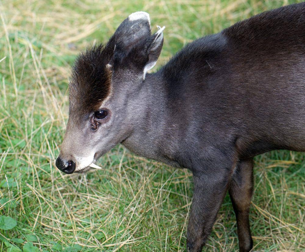 Rusa berumbai (pixabay.com/Mircea-All in collections)