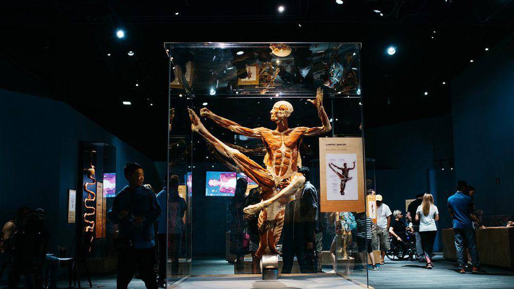 Pameran Body Worlds Decoded yang menampilkan plastinasi dalam berbagai pose berbeda. (commons.wikimedia.org/JanetsavingthePlanet)