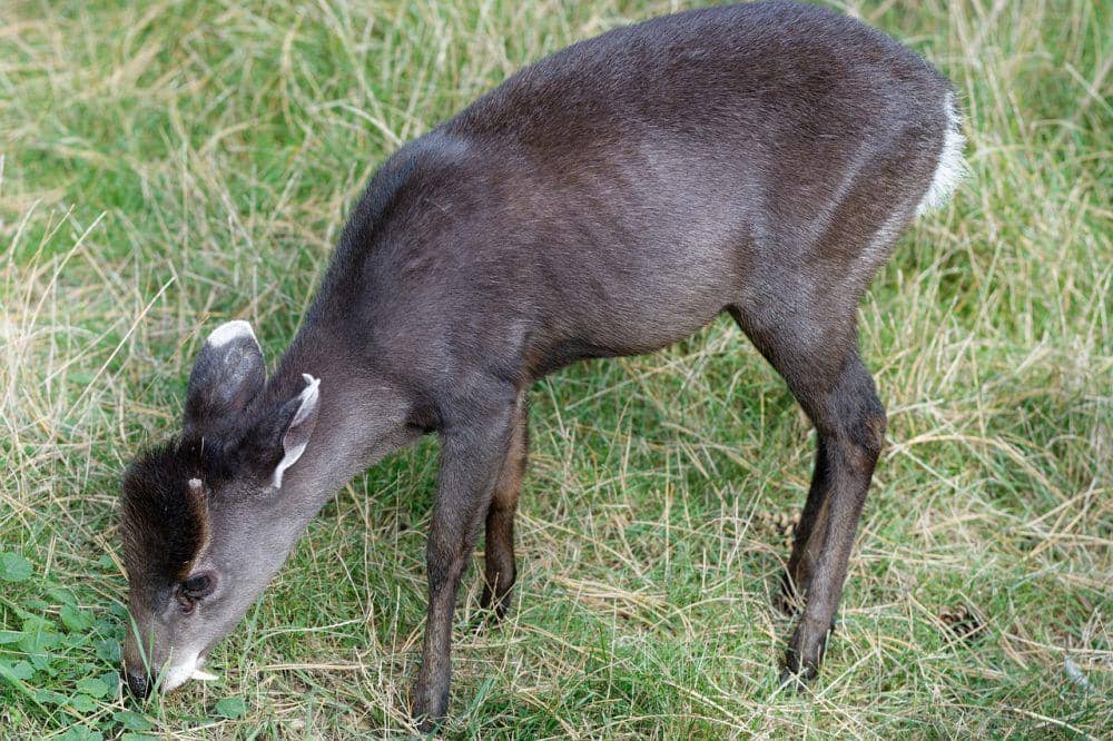 6 Fakta Rusa Berumbai, Memiliki Gigi Taring untuk Bertarung!