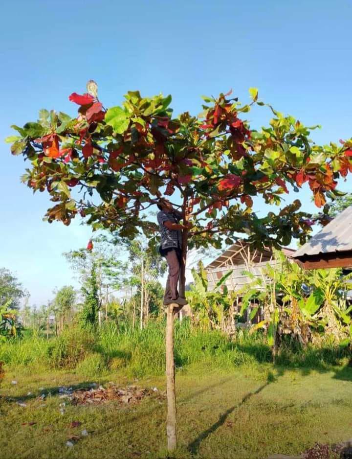Guru di Lombok Naik Pohon dan Tiang Bendera Demi Absensi Online