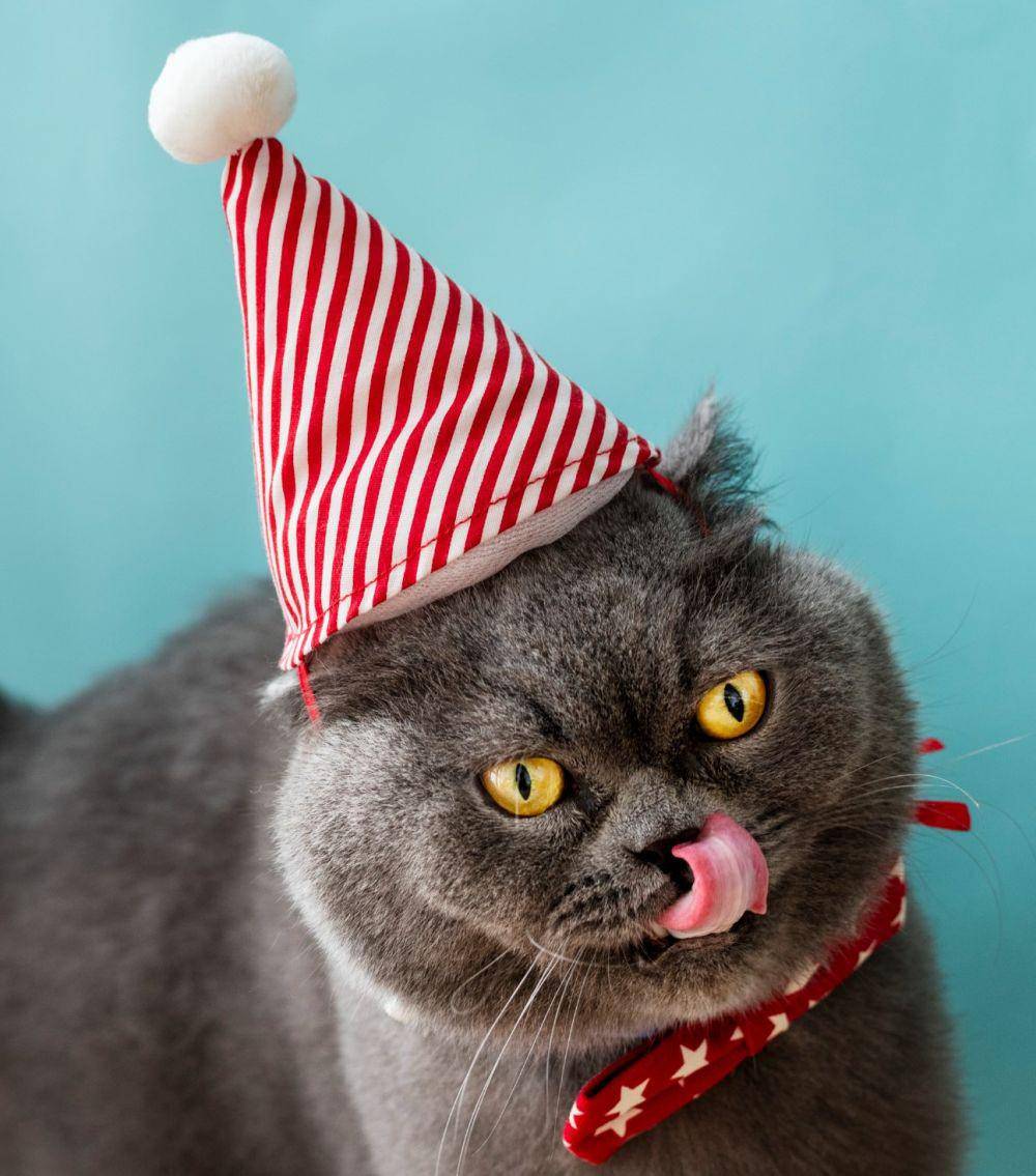 ilustrasi cara merayakan Hari Kucing Sedunia (freepik.com/rawpixel.com)