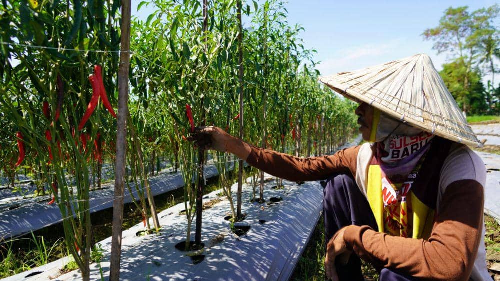 Petani di Gowa Sulsel Untung Berkali Lipat berkat Listrik PLN