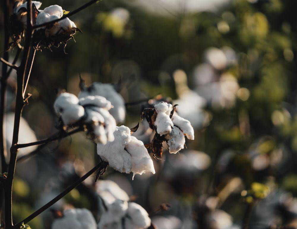 tanaman kapas (unsplash.com/Clayton Malquist)