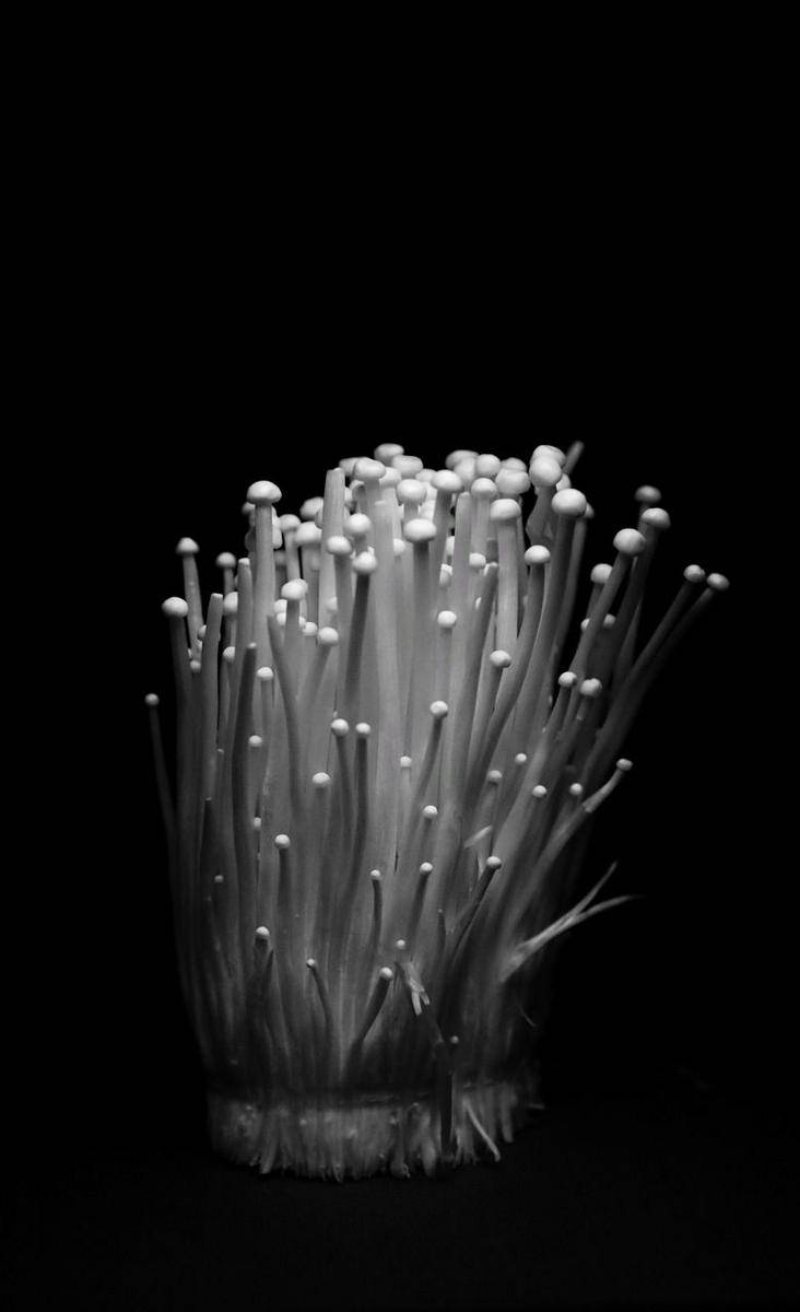jamur enoki (pixabay.com/zhangliams)