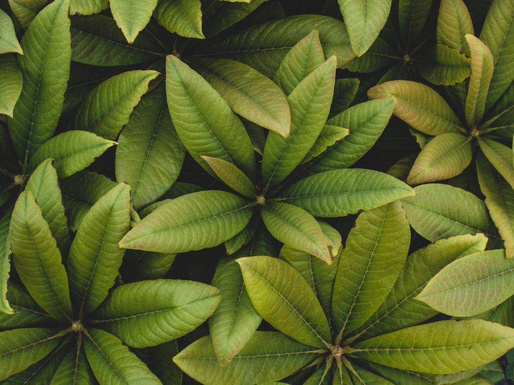 tanaman schefflera (pexels.com/Colin Fearing)