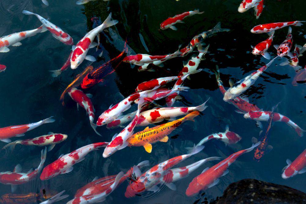 ilustrasi ikan koi (pexels.com/Quang Nguyen Vinh)