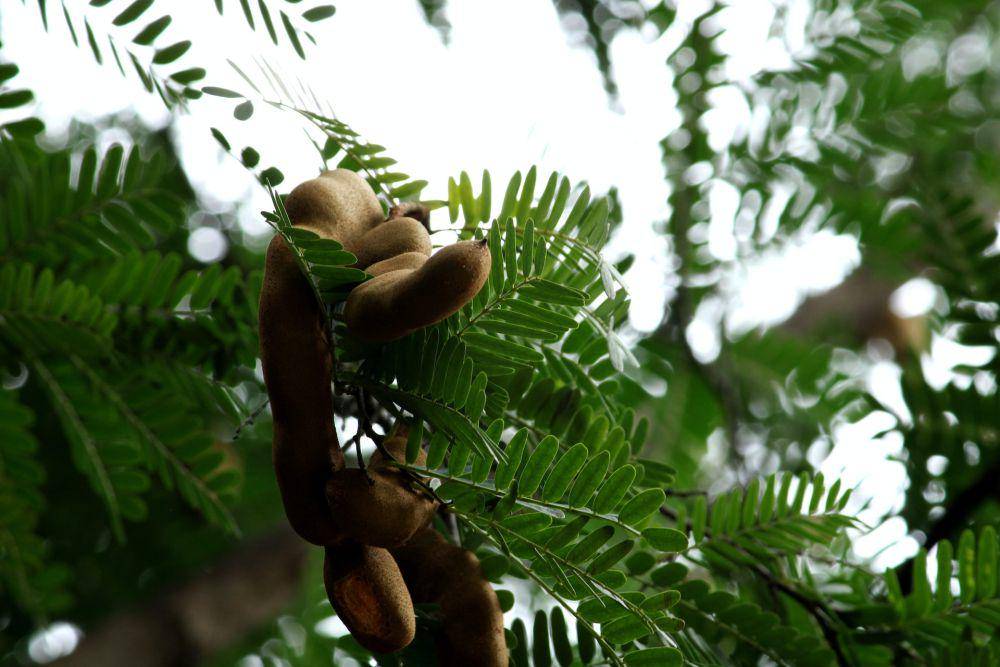 pohon asam jawa (unsplash.com/Vg Bingi)