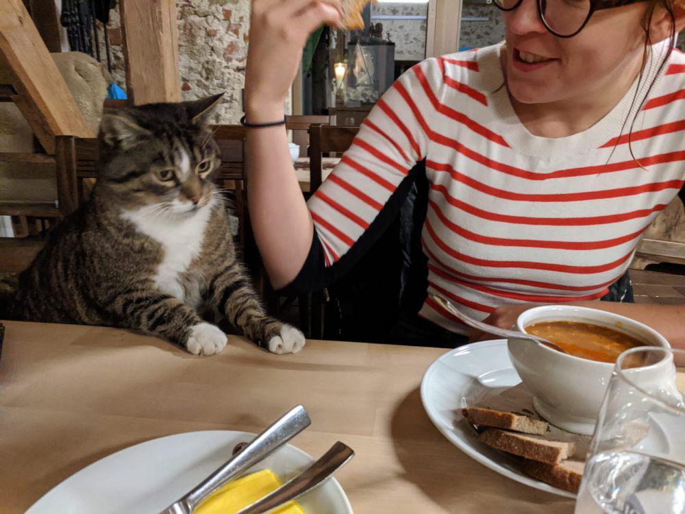 9 Tingkah Lucu Kucing saat di Restoran, Lirik-lirik Makanan, nih!