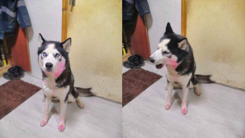 potret momen apes saat lagi makeup (reddit.com/user/EternalProject)