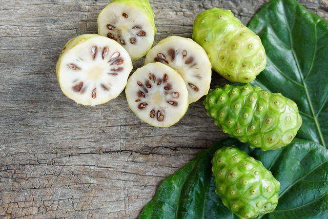ilustrasi daun dan buah mengkudu (vecteezy.com/buraratn290335)