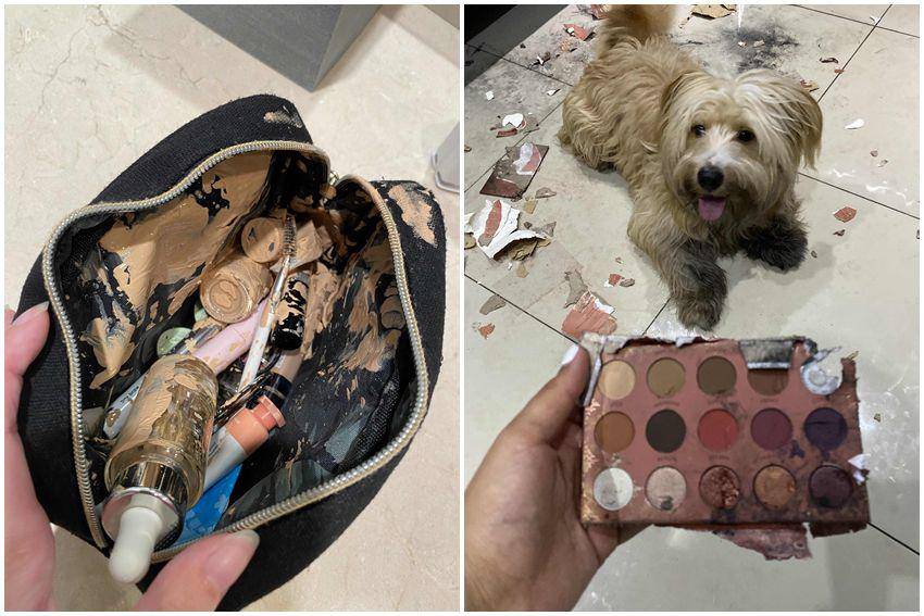 kolase potret momen apes saat lagi makeup (reddit.com/user/dinklederp | reddit.com/user/allegedsushi)