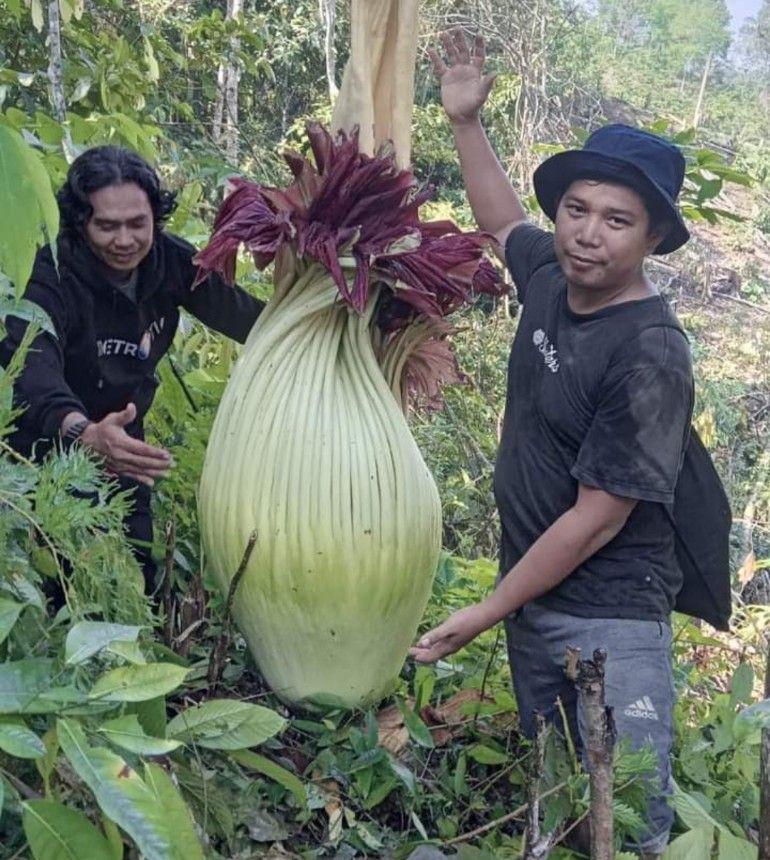 Petani di Mura Temukan Bunga Bangkai Langka di Kebun Karet