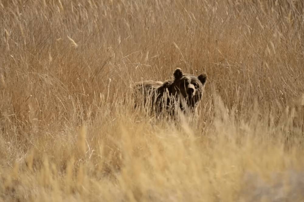 penampakan beruang gobi (youtube.com/National Geographic)