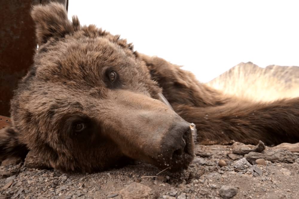 beruang gobi (youtube.com/National Geographic)