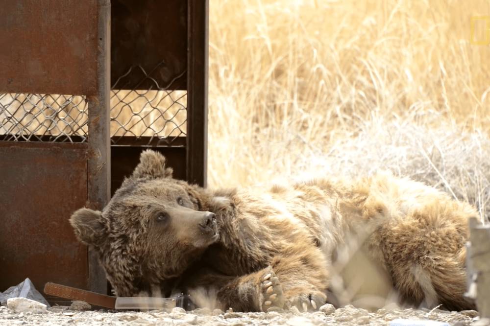 beruang gobi (youtube.com/National Geographic)