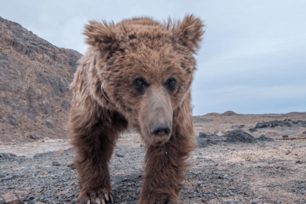 7 Fakta Beruang Gobi, Hewan Endemik Gurun Gobi yang Hampir Punah