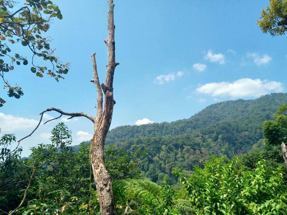 pemandangan alam di sekitar Kopi Pucu'e Kendal (dok. Pribadi/Yeoli Choco)