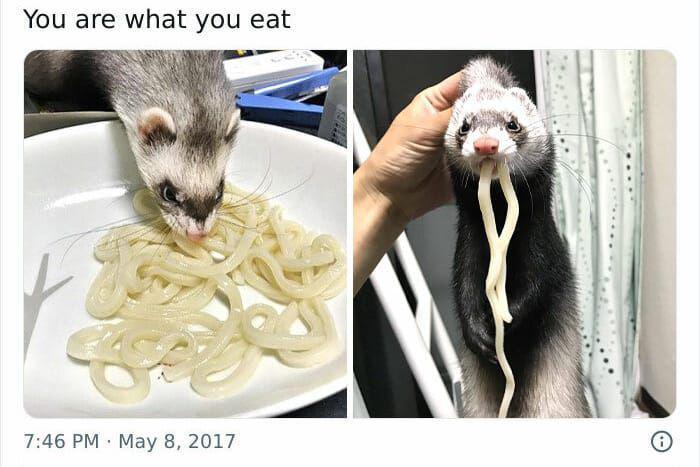 9 Potret Gemas Hewan Peliharaan Ketahuan Mengambil Makanan, Lucu Abis!