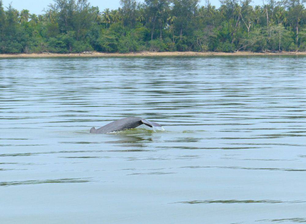 Pesut mahakam (commons.m.wikimedia.org/Bernard DUPONT)